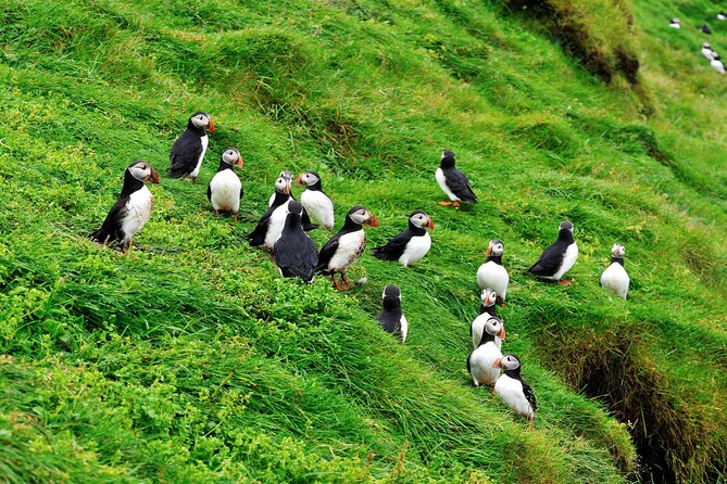 Reykjavik - Westman Islands (Bus transfer to Landeyjahöfn) - Who should book this transfer (and who might not)