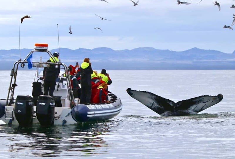 Reykjavik: Whale and Puffin Watching RIB Boat Tour - Meeting at the Old Harbour, then getting suited up fast