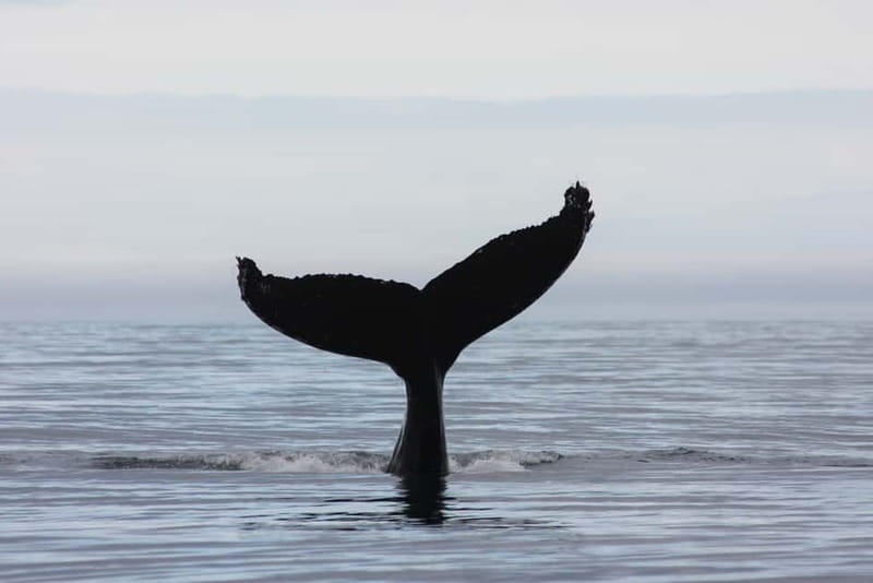 Reykjavik: Whale and Puffin Watching RIB Boat Tour - Whale searching with a smaller RIB that goes where big boats can’t