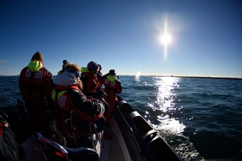 Reykjavik: Whale and Puffin Watching RIB Boat Tour - What the marine biologists add, beyond spotting animals