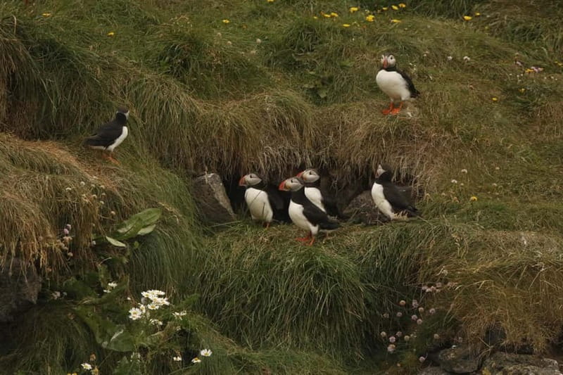 Reykjavik: Whale and Puffin Watching RIB Boat Tour - Timing, duration, and how to plan your day around 2 hours