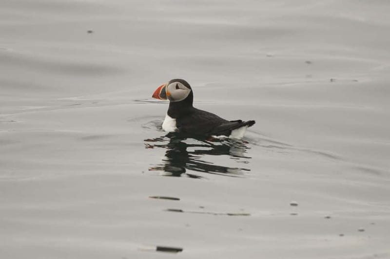 Reykjavik: Whale and Puffin Watching RIB Boat Tour - Price and value: what about $200 per person buys you