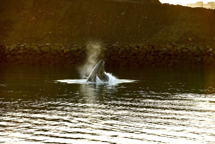 Reykjavik: Whale & Marine Adventure Tour - Your Guide on the Water, Turning Sightings Into Something You Understand