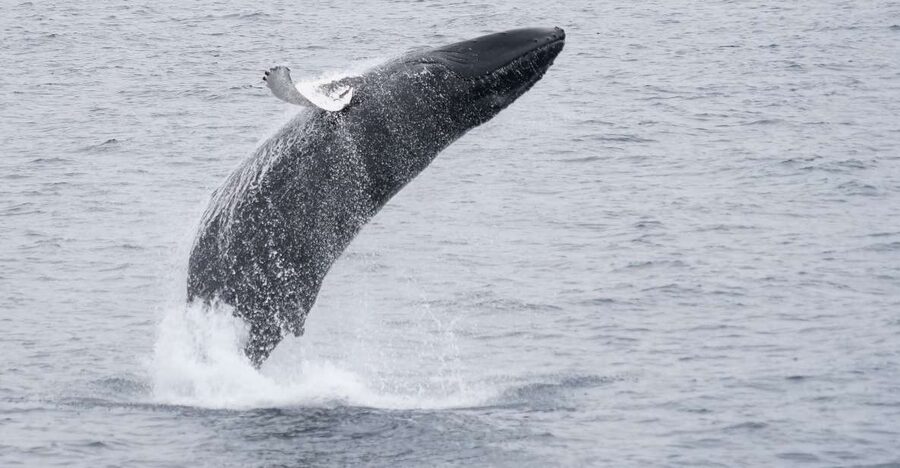 Reykjavik: Whale & Marine Adventure Tour - Itinerary Feel: What Happens Before, During, and After the 3-Hour Ride