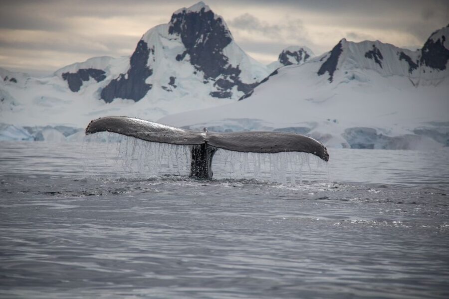 Reykjavik: Whale & Marine Adventure Tour - Price and Value for a Reykjavík Whale Adventure