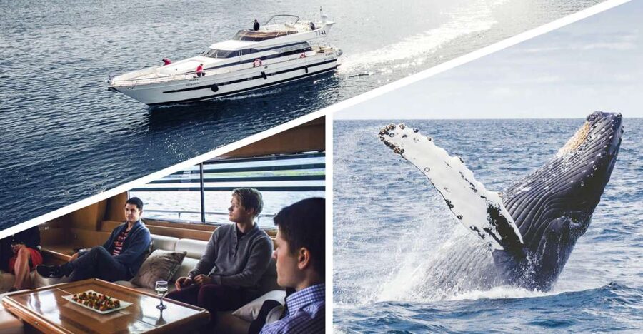 Reykjavik: Whale Watching and Dolphin Watching Yacht Cruise - Key things that make this yacht cruise worth your time