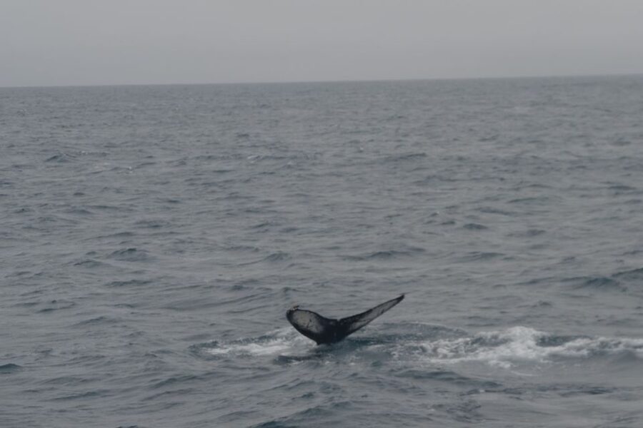 Reykjavik: Whale Watching and Dolphin Watching Yacht Cruise - How to stay warm: blankets, decks, spray, and quick comfort fixes