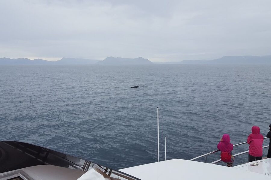 Reykjavik: Whale Watching and Dolphin Watching Yacht Cruise - Puffins and summer timing: when bird watching fits the cruise