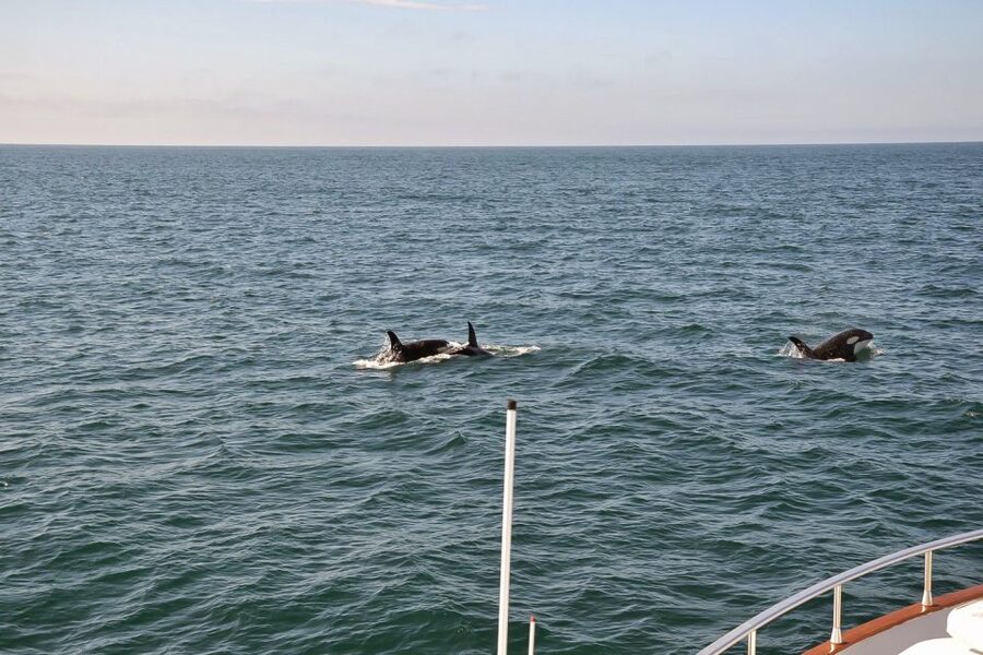 Reykjavik: Whale Watching and Dolphin Watching Yacht Cruise - Guides on the mic: spotting, marine facts, and whale respect