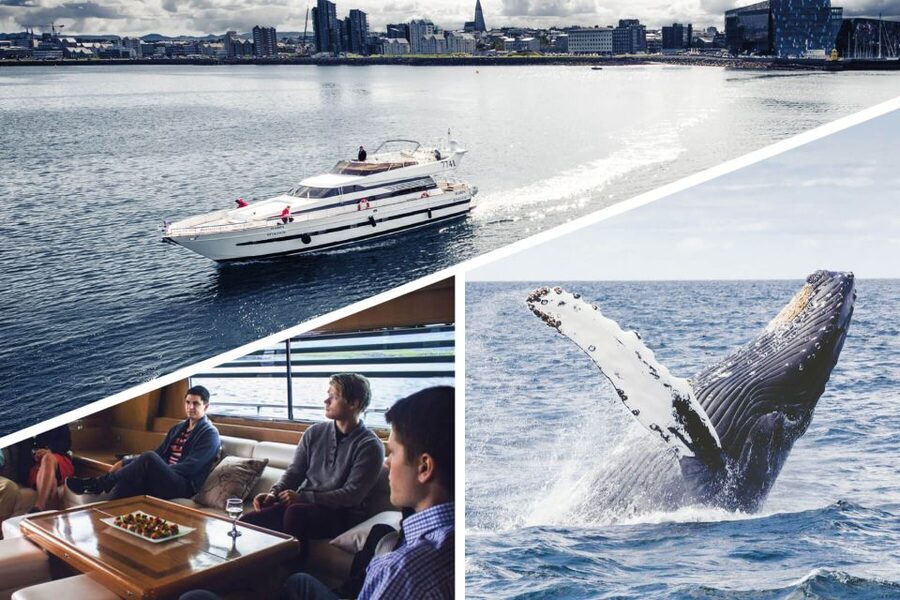 Reykjavik: Whale Watching and Dolphin Watching Yacht Cruise - Price and value for a 3-hour Reykjavik yacht outing