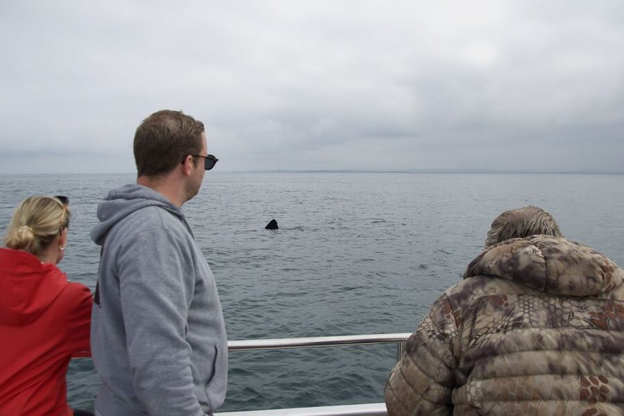 Reykjavik: Whale Watching and Dolphin Watching Yacht Cruise - Should you book this cruise in Reykjavik?