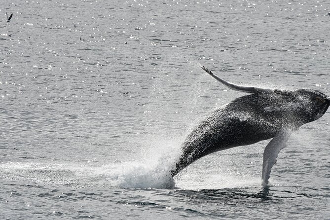 Reykjavik Whale Watching and Lava Show - Key highlights I think are worth knowing