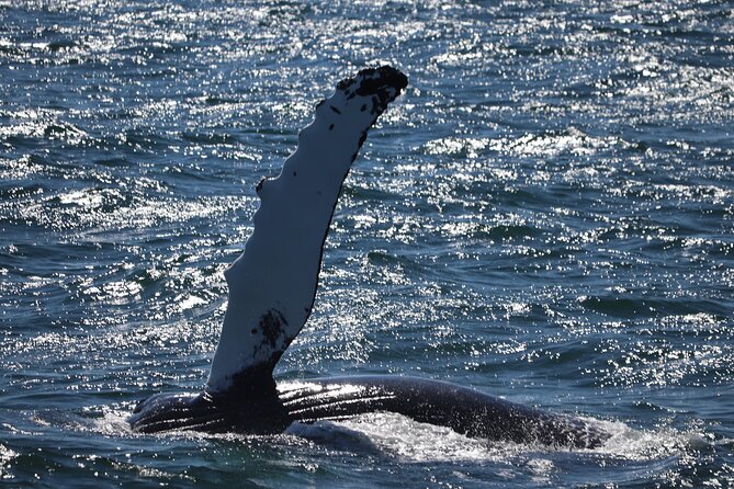 Reykjavik Whale Watching and Lava Show - Starting at Geirsgata 11: the cruise begins in the city center