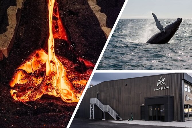 Reykjavik Whale Watching and Lava Show - What wildlife you can hope to see, and how to cope if you do not