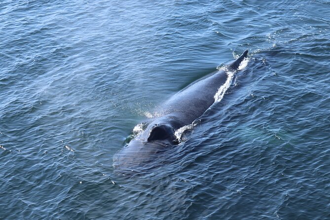 Reykjavik Whale Watching and Lava Show - Reykjavik harbor to Kollafjöður: what the route is really for