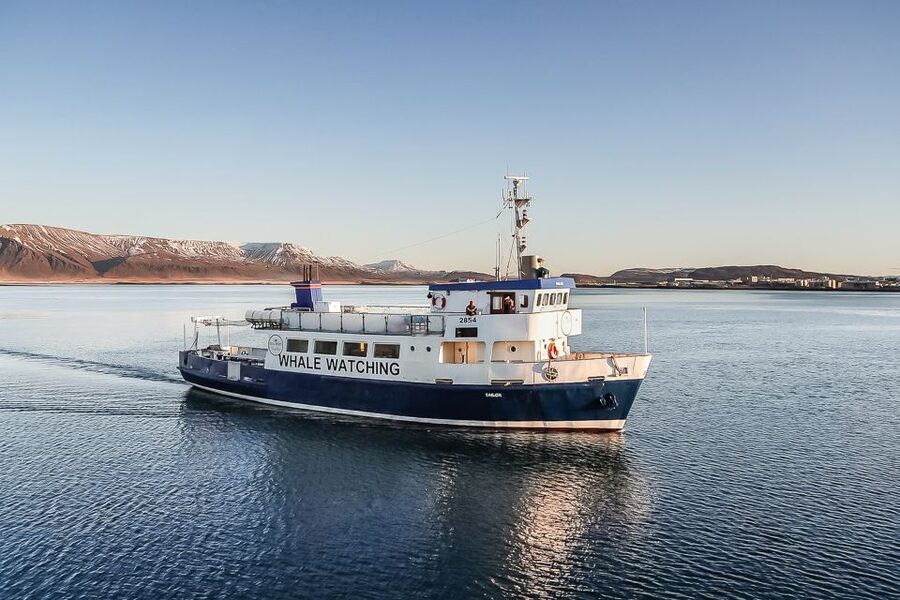 Reykjavík: Whale Watching and Marine Life Cruise - Key Points You Should Care About