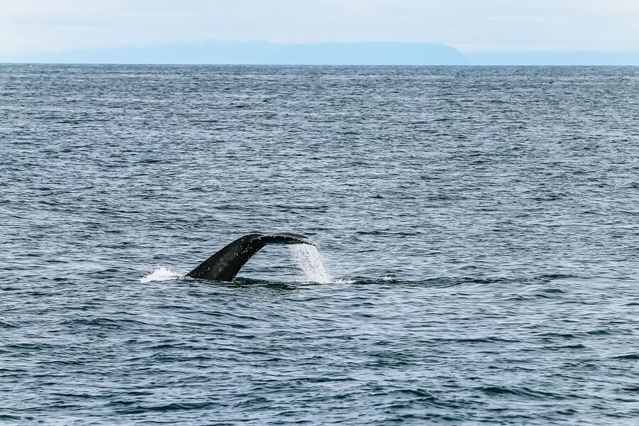 Reykjavík: Whale Watching and Marine Life Cruise - The 3-Hour Cruise: How the Guide Finds Wildlife