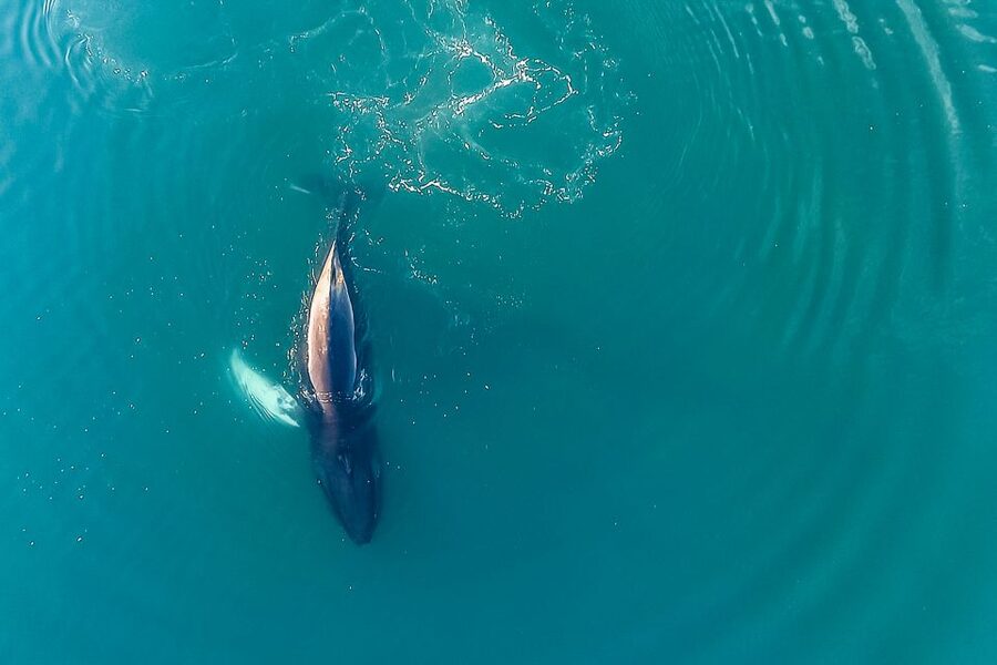 Reykjavík: Whale Watching and Marine Life Cruise - Scenery Time Still Counts, Even When You’re Here for Animals