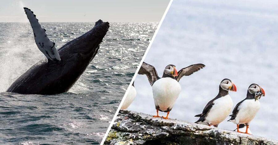 Reykjavik: Whale Watching and Puffin Excursion - Key points that make this trip worth your time