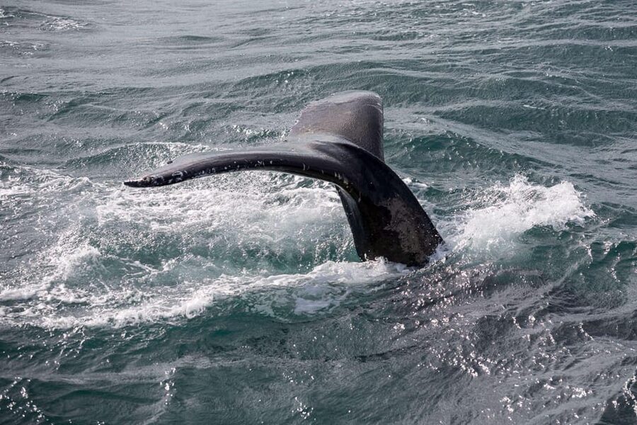 Reykjavik: Whale Watching and Puffin Excursion - Choosing the Whale and Puffin Combo: two departures, two boats