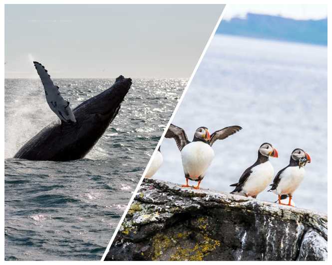 Reykjavik: Whale Watching and Puffin Excursion - Puffin islands on a smaller boat: getting close to the colonies