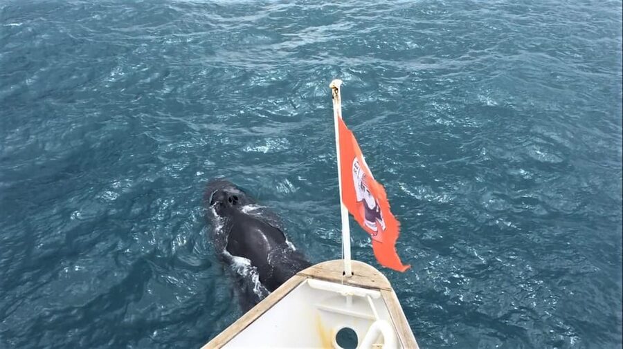Reykjavik: Whale Watching and Puffin Excursion - Gear and comfort checklist for cold wind and spray