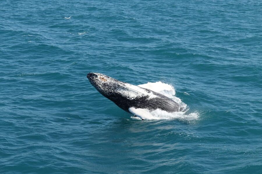 Reykjavik: Whale Watching and Puffin Excursion - Price and value at around $153 per person