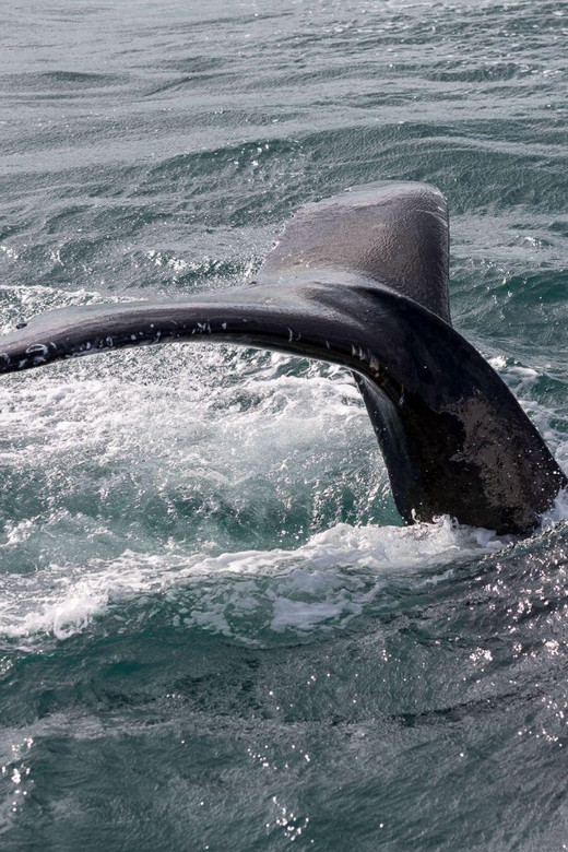 Reykjavik: Whale Watching and Puffin Excursion - Should you book this Reykjavik whale and puffin combo?