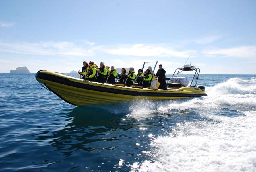 Reykjavik: Whale Watching by RIB Speedboat - Wildlife spotting, the part that makes people book this twice