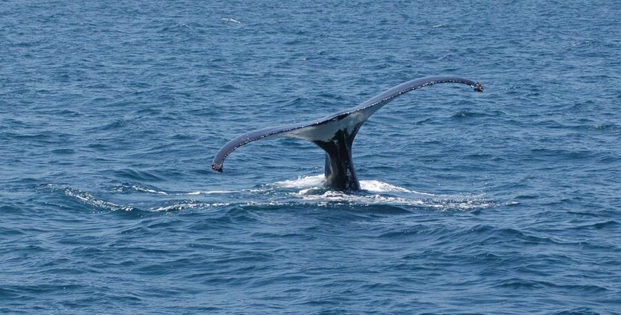 Reykjavik: Whale Watching by RIB Speedboat - City views from the water, including Harpa and the harbour line