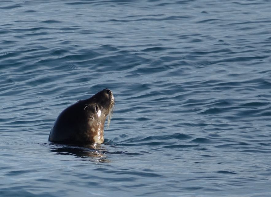 Reykjavik: Whale Watching by RIB Speedboat - Warm gear and what you should bring so you stay comfortable