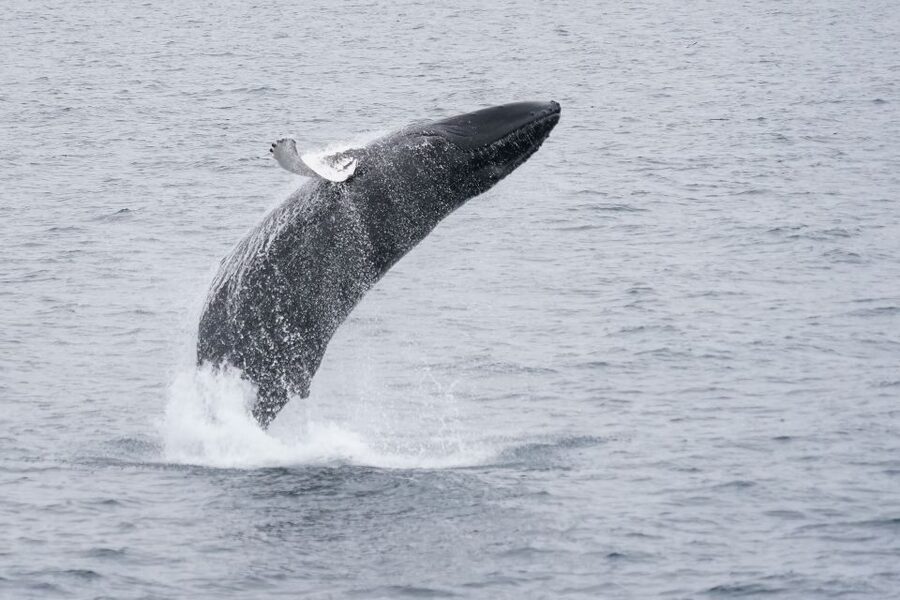 Reykjavik: Whale Watching by RIB Speedboat - Price and value: why $200 makes sense on the right trip