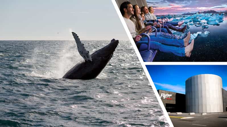 Reykjavík: Whale Watching Cruise and FlyOver Combo Ticket - Special Tours Check-In and the 30-Minute Early Rule