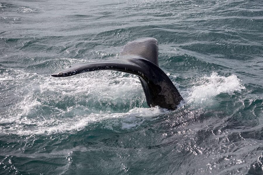 Reykjavík: Whale Watching Cruise and FlyOver Combo Ticket - How You Find Whales in Iceland’s Waters