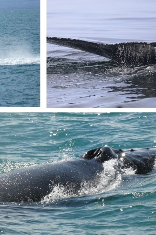 Reykjavík: Whale Watching Cruise and FlyOver Combo Ticket - When Timing Gets Tricky: combo schedules and buffer planning