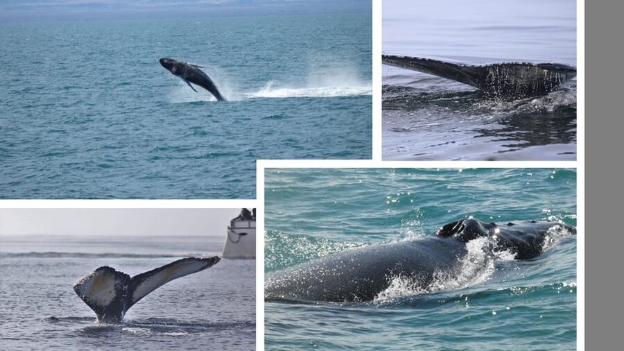 Reykjavík: Whale Watching Cruise and FlyOver Combo Ticket - Heated Cabins and Flotation Overalls: staying warm on the whale cruise