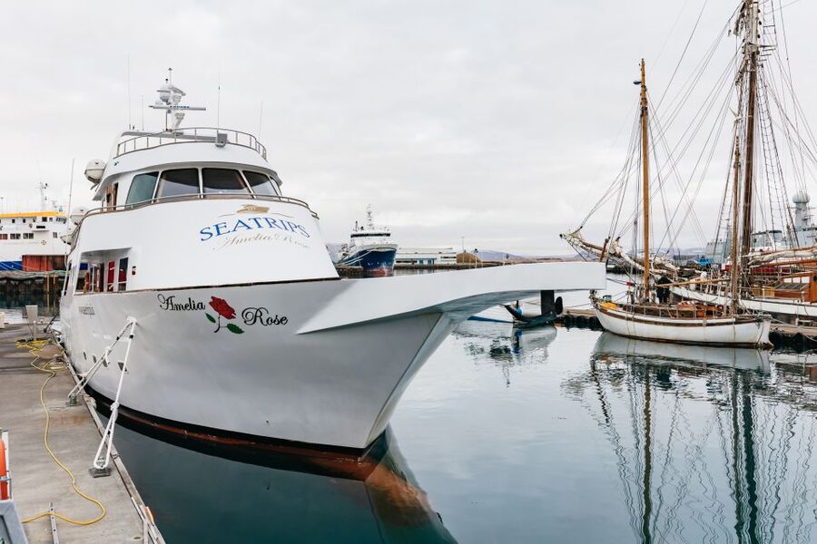 Reykjavík: Whale Watching Cruise on the Amelia Rose Yacht - Amelia Rose yacht comfort: three decks, plus a warm indoor fallback