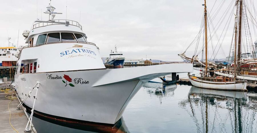 Reykjavík: Whale Watching Cruise on the Amelia Rose Yacht - What you might see: humpbacks, minke whales, dolphins, porpoises