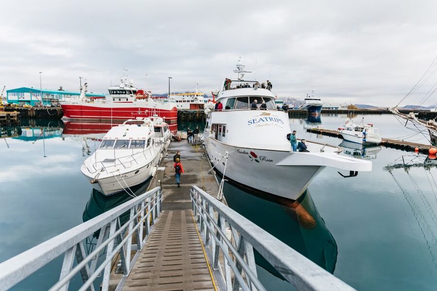Reykjavík: Whale Watching Cruise on the Amelia Rose Yacht - How the crew helps you spot wildlife without chasing it