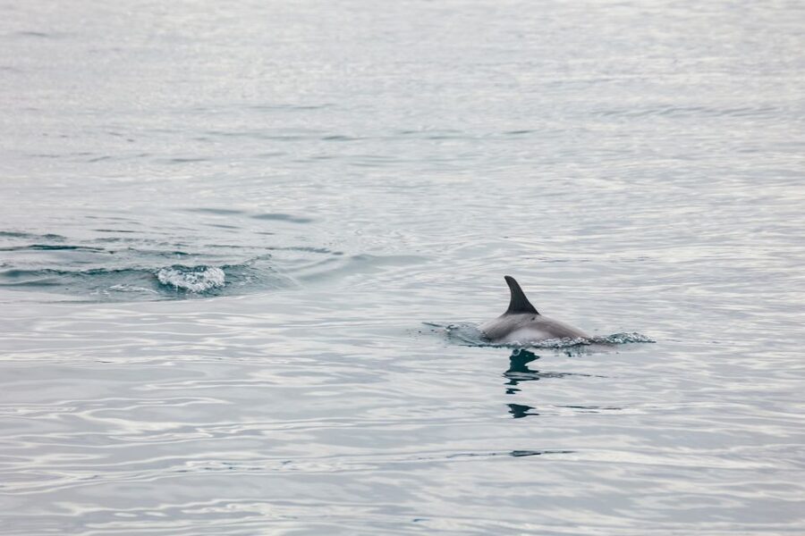 Reykjavík: Whale Watching Cruise on the Amelia Rose Yacht - What to bring, what to wear, and how to get better photos