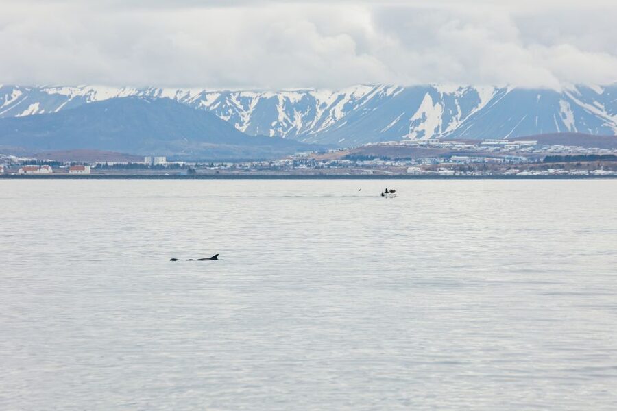 Reykjavík: Whale Watching Cruise on the Amelia Rose Yacht - Who this cruise is best for: families, couples, and solo daydreamers