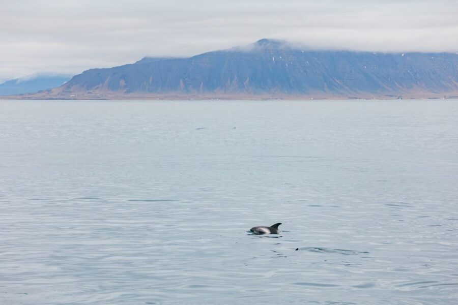 Reykjavík: Whale Watching Cruise on the Amelia Rose Yacht - From Old Harbor to Faxafloi Bay: where your whale watch actually happens