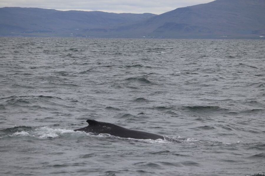 Reykjavik: Whale Watching Excursion & Whale Exhibition - Key Points You Should Know Before You Go