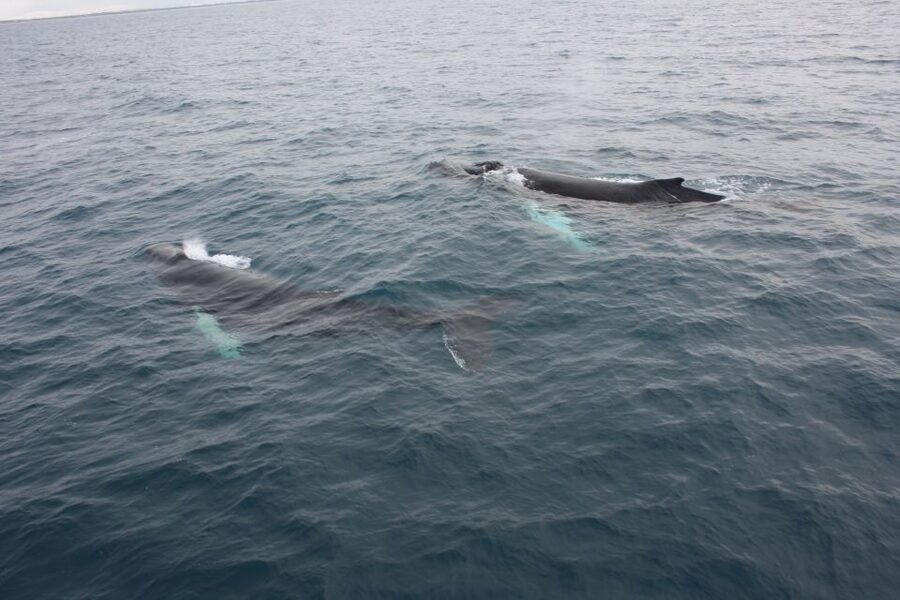 Reykjavik: Whale Watching Excursion & Whale Exhibition - Should You Book Reykjavik Whale Watching and the Whales Exhibition?