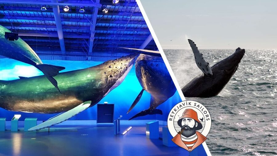 Reykjavik: Whale Watching Excursion & Whale Exhibition - Where the Tour Starts in Downtown Reykjavik (Geirsgata 11)