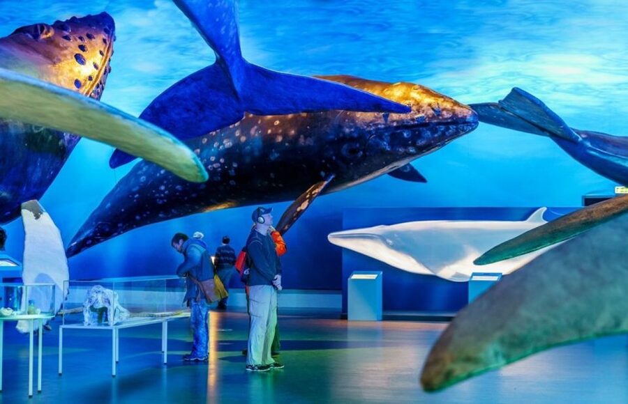 Reykjavik: Whale Watching Excursion & Whale Exhibition - Whales, Dolphins, and Porpoises: Species You’re Most Likely to Spot