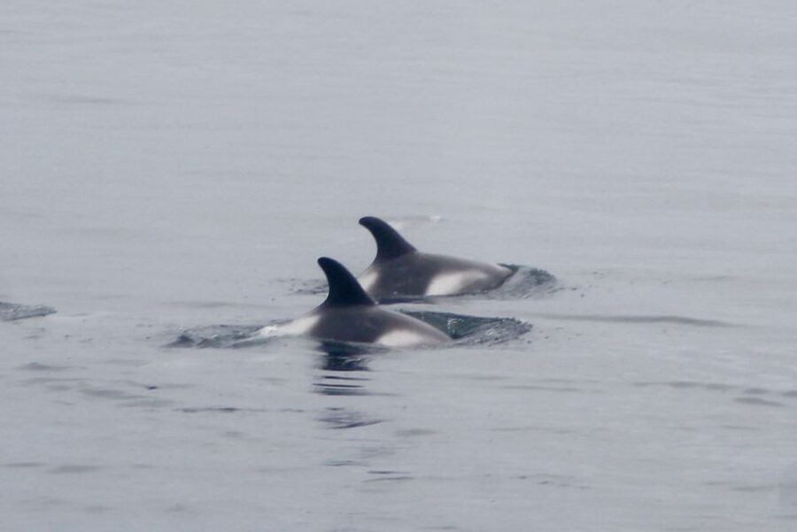 Reykjavik: Whale Watching Excursion & Whale Exhibition - Staying Warm and Comfortable: Overalls, Cabins, WiFi, and Motion Tips