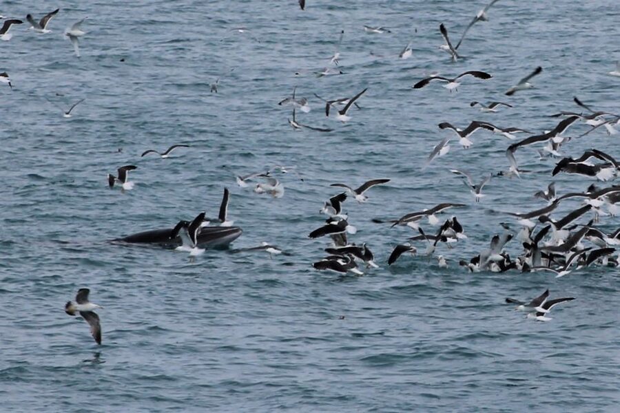 Reykjavik: Whale Watching Excursion & Whale Exhibition - Whales of Iceland Exhibition: Learning After the Cruise (and Before Your Next Cool Photo)