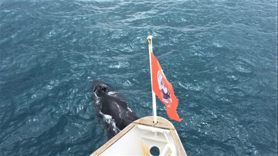 Reykjavik: Whale Watching Excursion & Whale Exhibition - Price and Value at Around $160: What You Actually Get