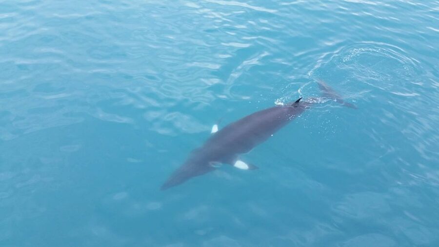 Reykjavik: Whale Watching Excursion & Whale Exhibition - Logistics That Matter: What to Bring, Rules, and Weather Reality
